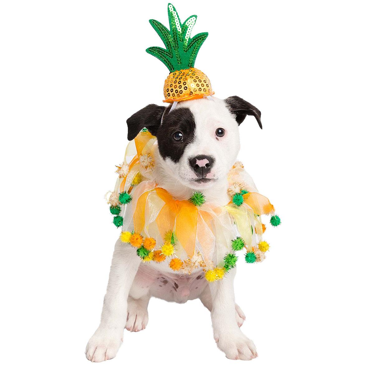 Pet Krewe Pineapple Hat & Collar Dog Costume
