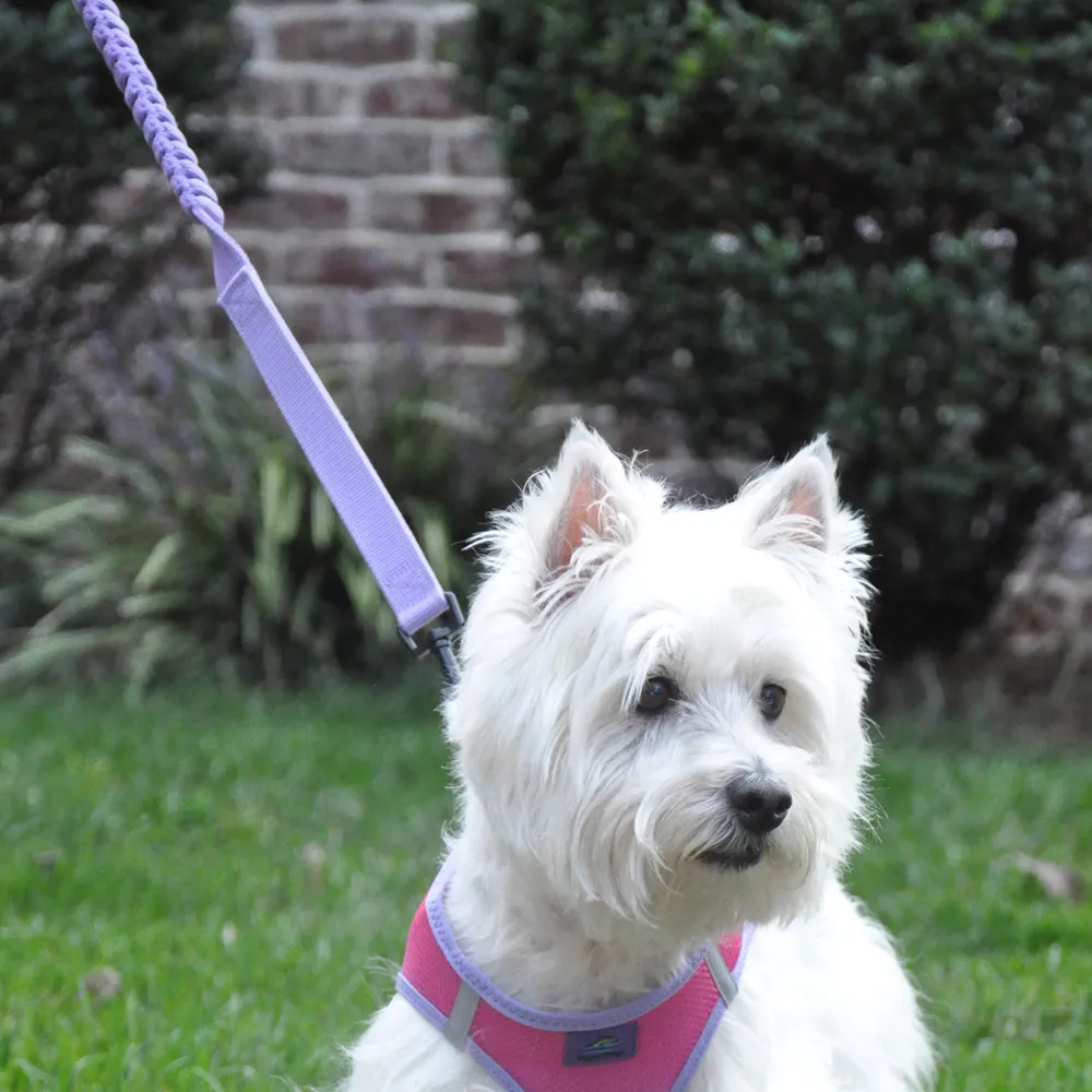 Soft Pull Traffic Dog Leash by Doggie Design - Paisley Purple