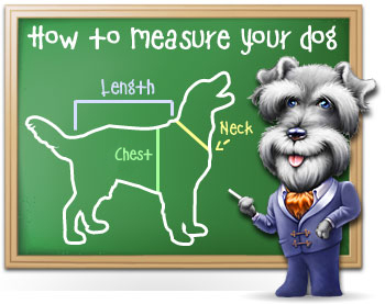 How to Measure Your Dog's Feet for Dog Clothes