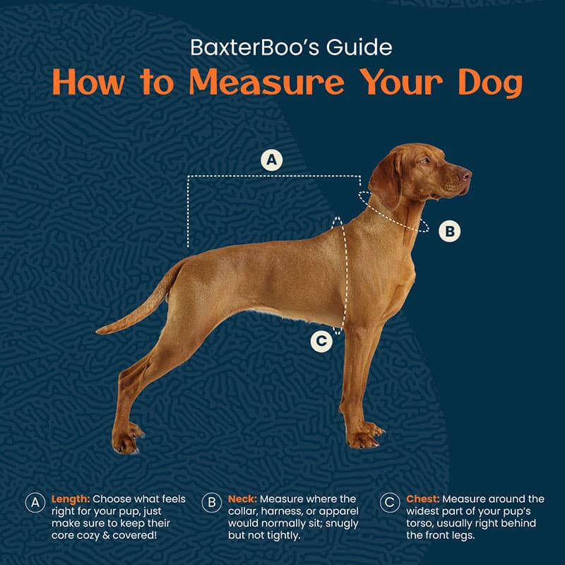 How to Measure Your Dog's Feet for Dog Clothes