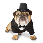 Dog Wedding