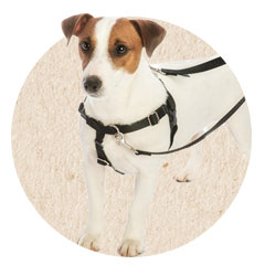 Harnesses